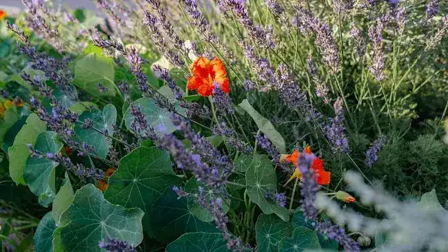 Pioneer Flora