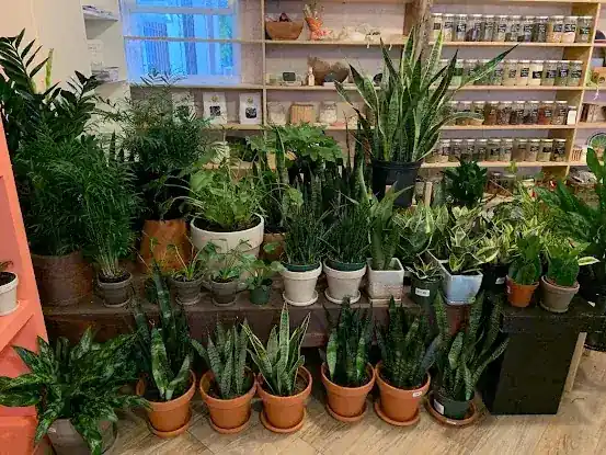 Planted IN Park Slope