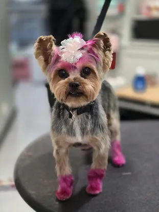 Platinum Petz LLC - Pet Grooming