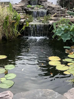 Pond Guy
