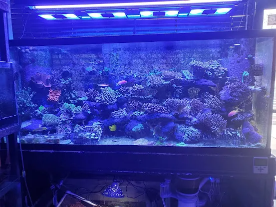 Pop Corals