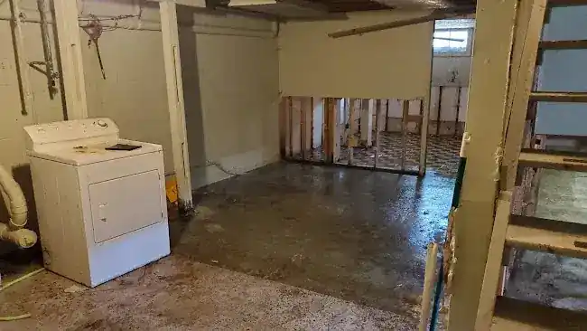 Popeye Mold Inspection Bronx