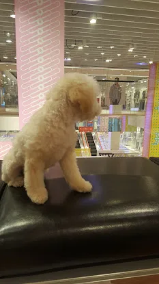 Posh Pooch
