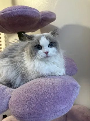 Posh Raggies Ragdoll & Cherubim Kittens
