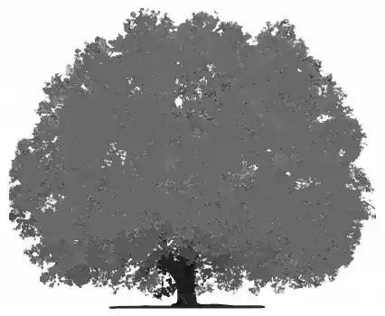 Pride Tree Holdings
