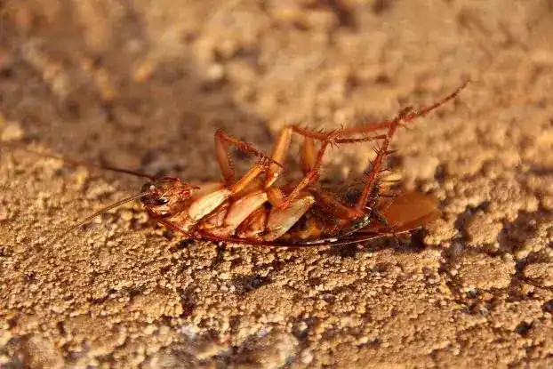 Proper Pest Management