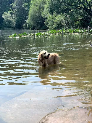 Prospect Park Dog Beach