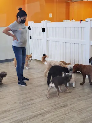 pupculture Dumbo