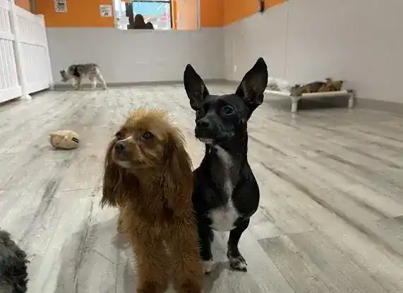 pupculture FiDi