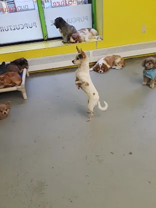 pupculture SoHo