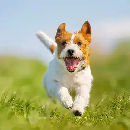 PUPPY GRASP