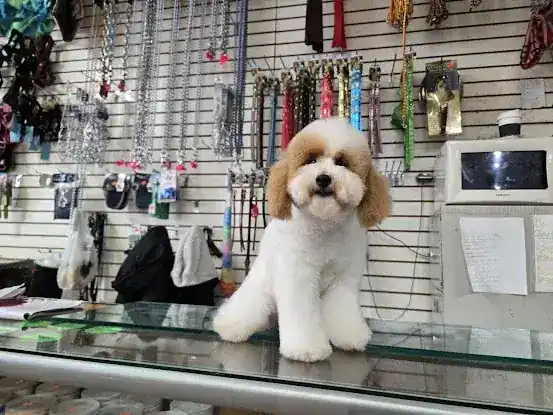 Puppy Resources