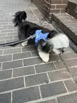 Puppy Tale Lodge