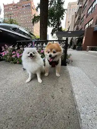 Puppy Town Nyc