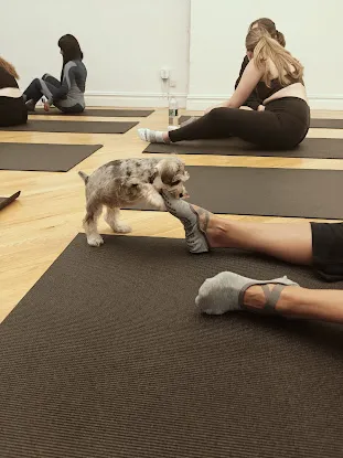 Puppy Yoga X Puppysphere