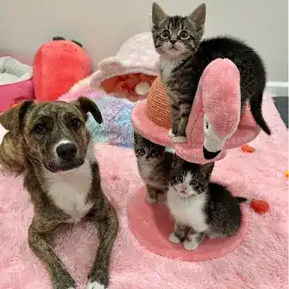 PuppyKitty NYCity