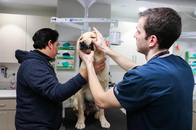 Pure Paws Veterinary Care of Hell's Kitchen