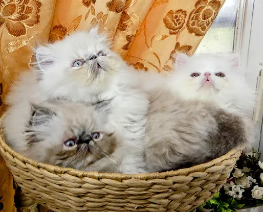 Purrfect Persians