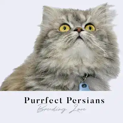 Purrfect Persians NYC