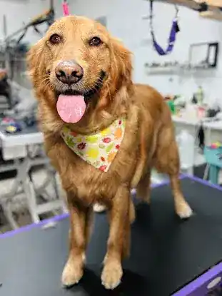 Q Pet's Grooming
