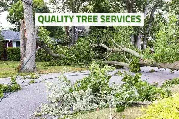 Quality Tree Services
