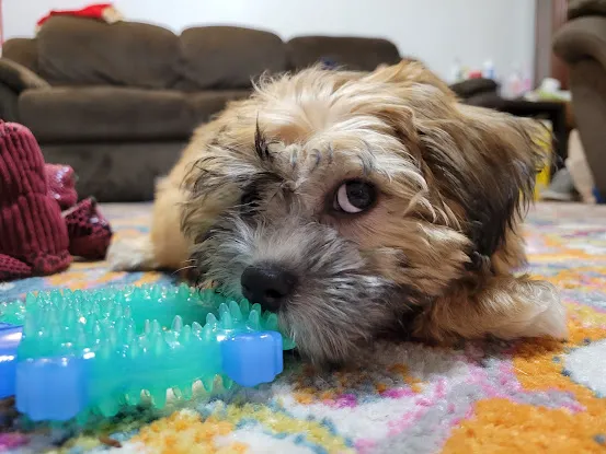 Queens Puppy