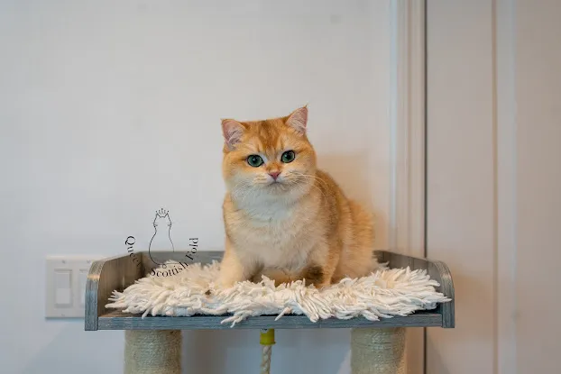Queens Scottish Fold