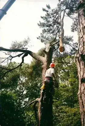 Queens Tree Service - Tree Removal & Trimming