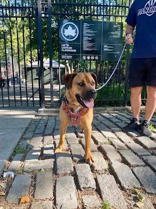 Quing Canine Dog Training