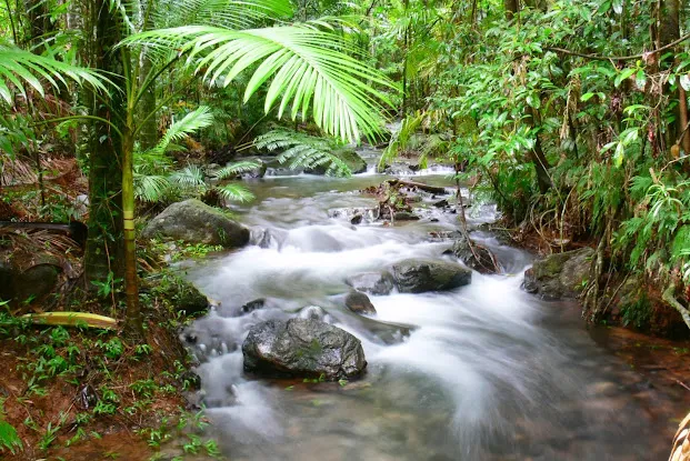 Rainforest Alliance