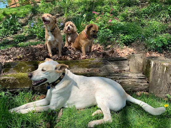 Ramella's Canine Academy