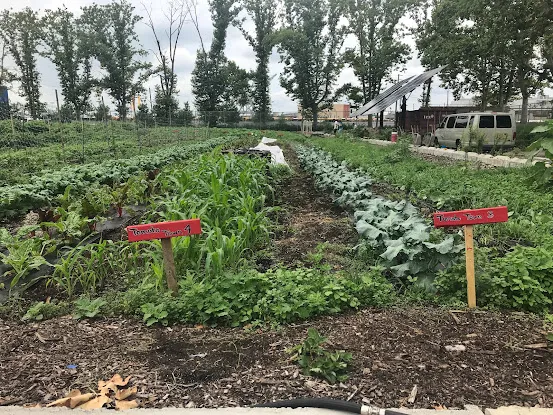 Red Hook Farms - Columbia Street Farm