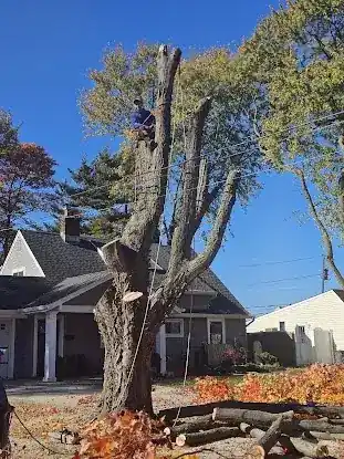 Red Maple Tree Services Corp