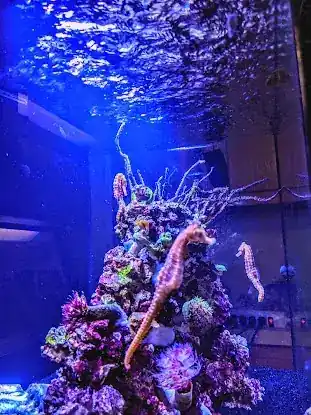Reef Ryders Aquarium Service And Maintenance
