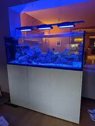 Reef Ryders Aquarium Service and Maintenance
