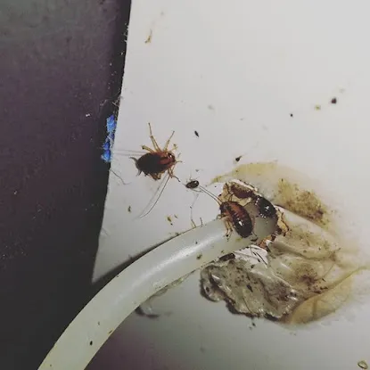 Rest Easy Pest Control