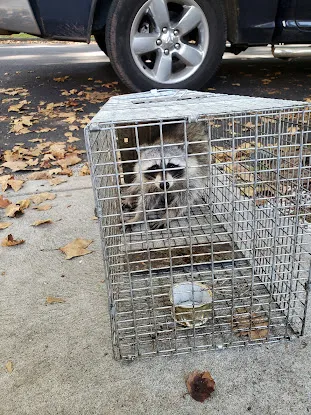 Richmond Pest Control