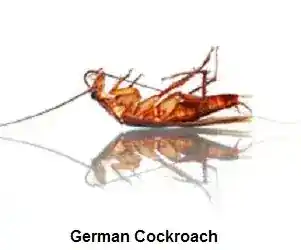 Right On Pest Control