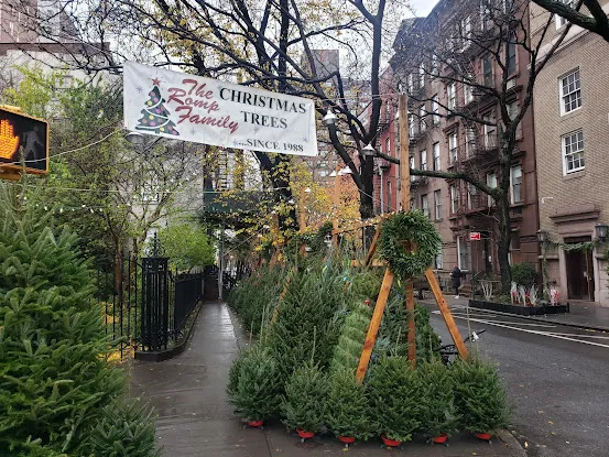 Romp Family Christmas Trees