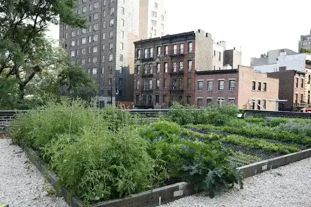 Rosemary's