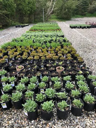 Roth Nursery Inc
