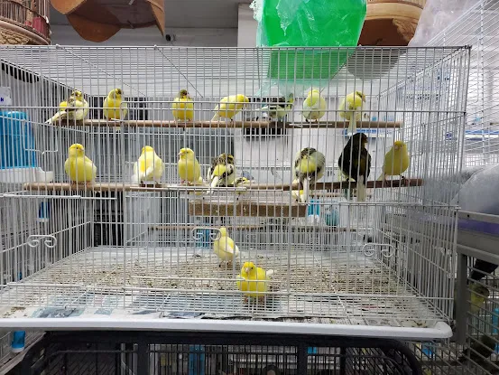 Royal Birds & Supplies