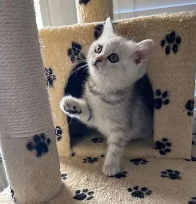 Royal Meo Kittens Cattery