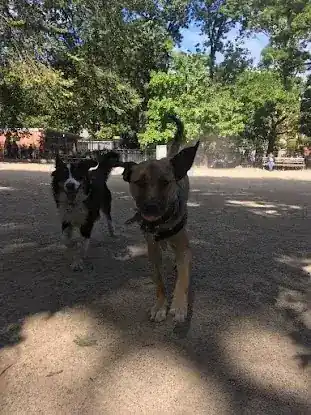 RuffCity Dog Walking