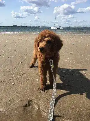 Rufous Poodles