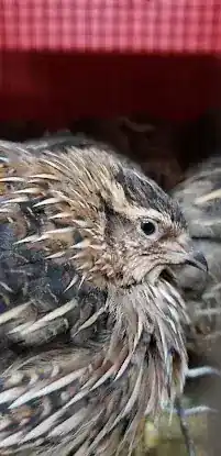 S & N Hallal Live Poultry