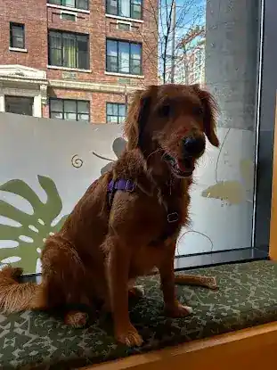 Sage Veterinary Center