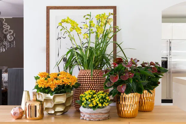 Sahola Flowers