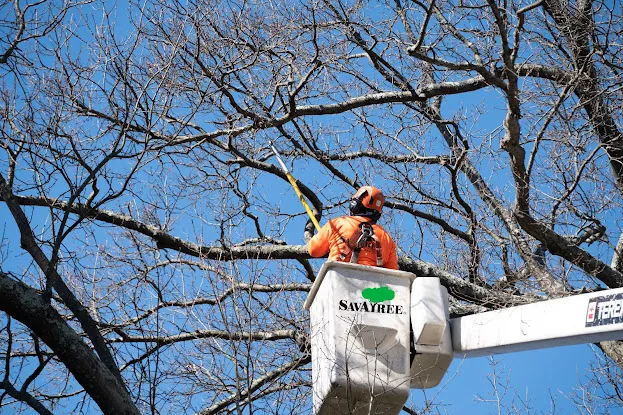 SavATree