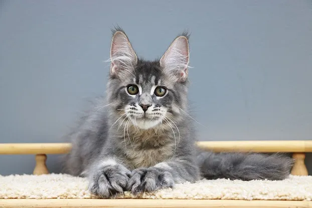 Scottish Fold USA